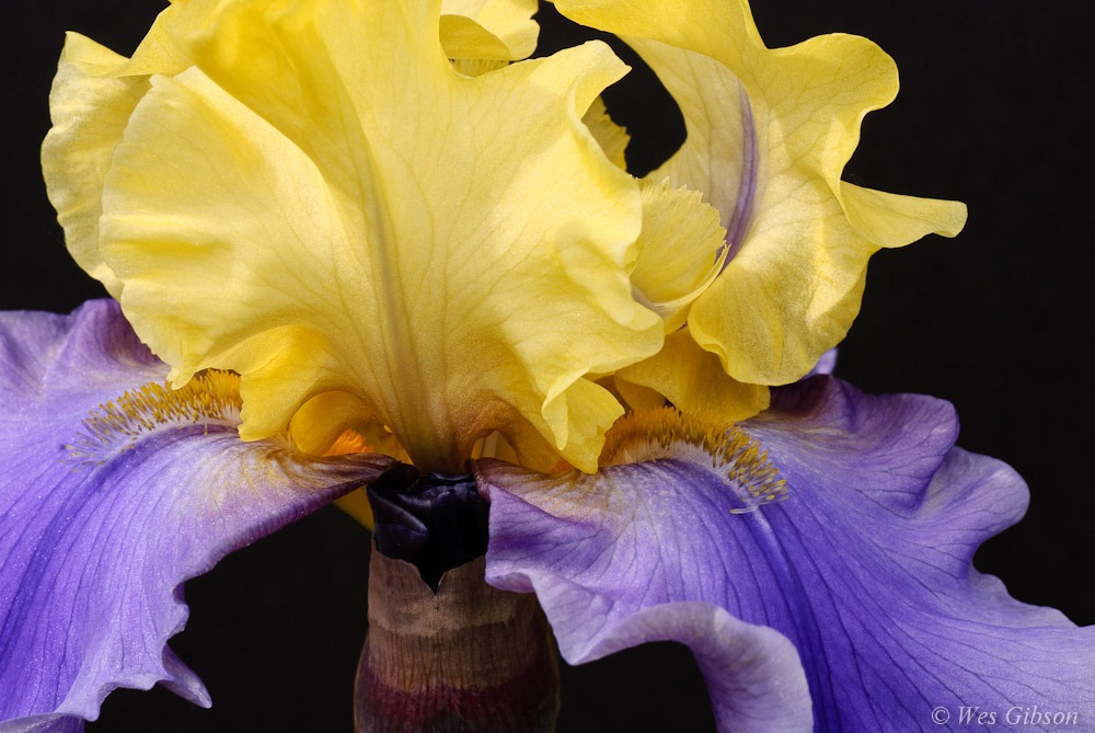It’s Springtime – The Bearded Irises Are Back In Bloom