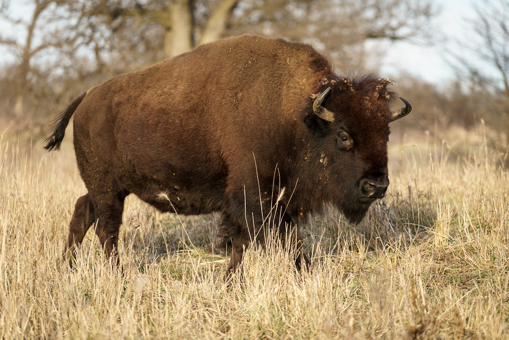 American Bison at Nachusa Grasslands