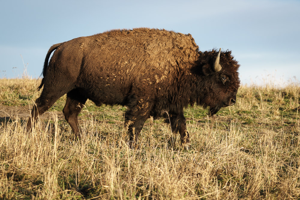 American Bison at Nachusa Grasslands, Illinois