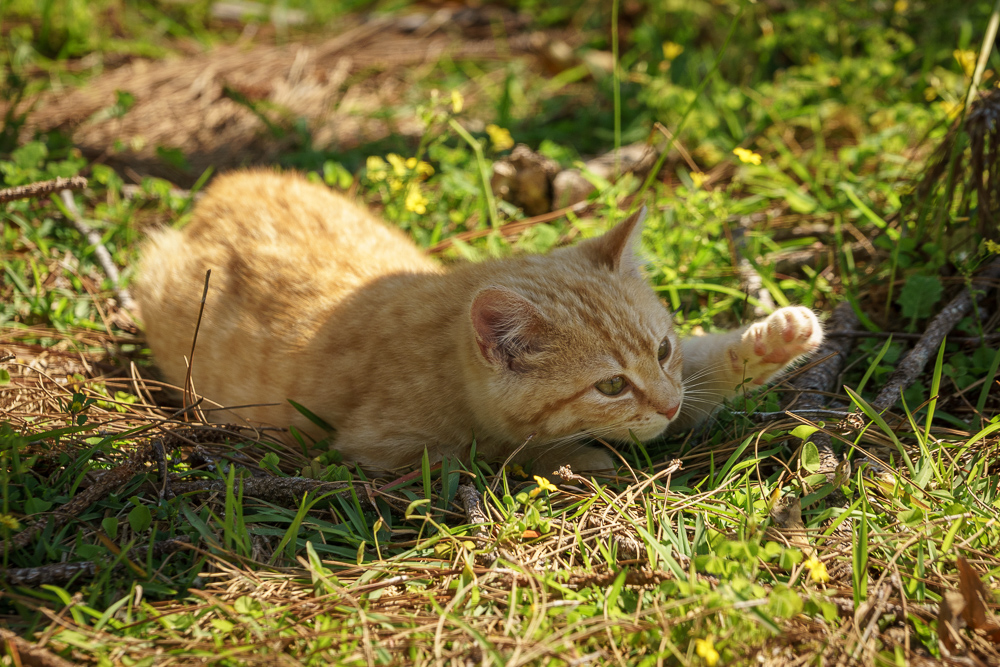Feral Kitten