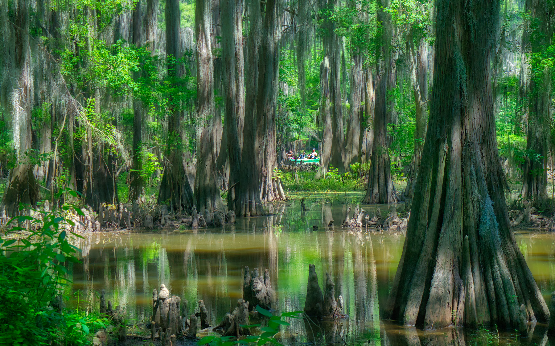 Swamp in Caddo Lake - Uncertain, Texas