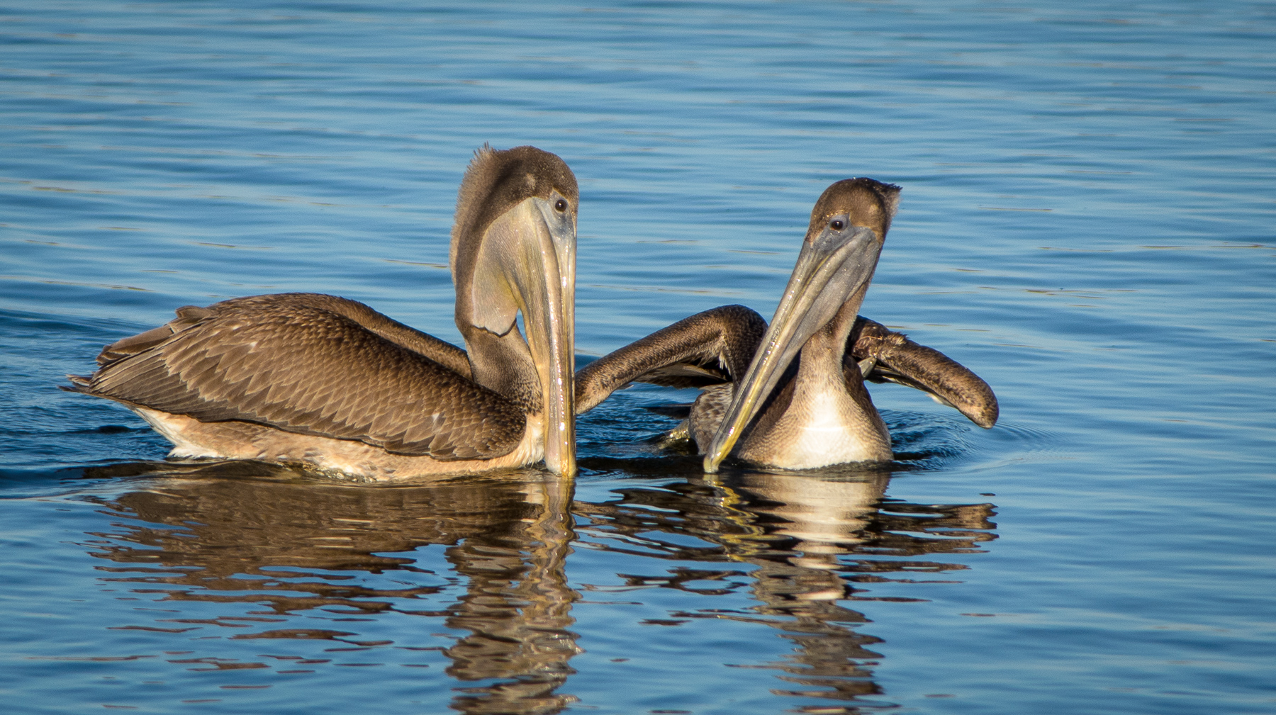 Brown Pelicans - St. Mark's National Wildlife Refuge, Florida.