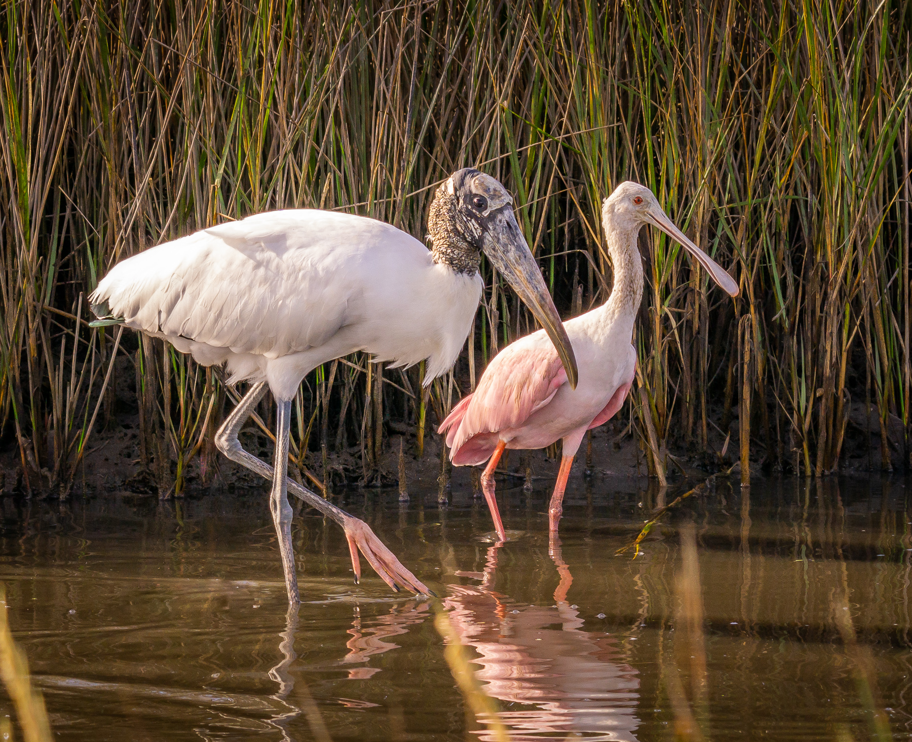Wood Stork and Roseate Spoonbill at St. Mark's National Wildlife Refuge, Florida
