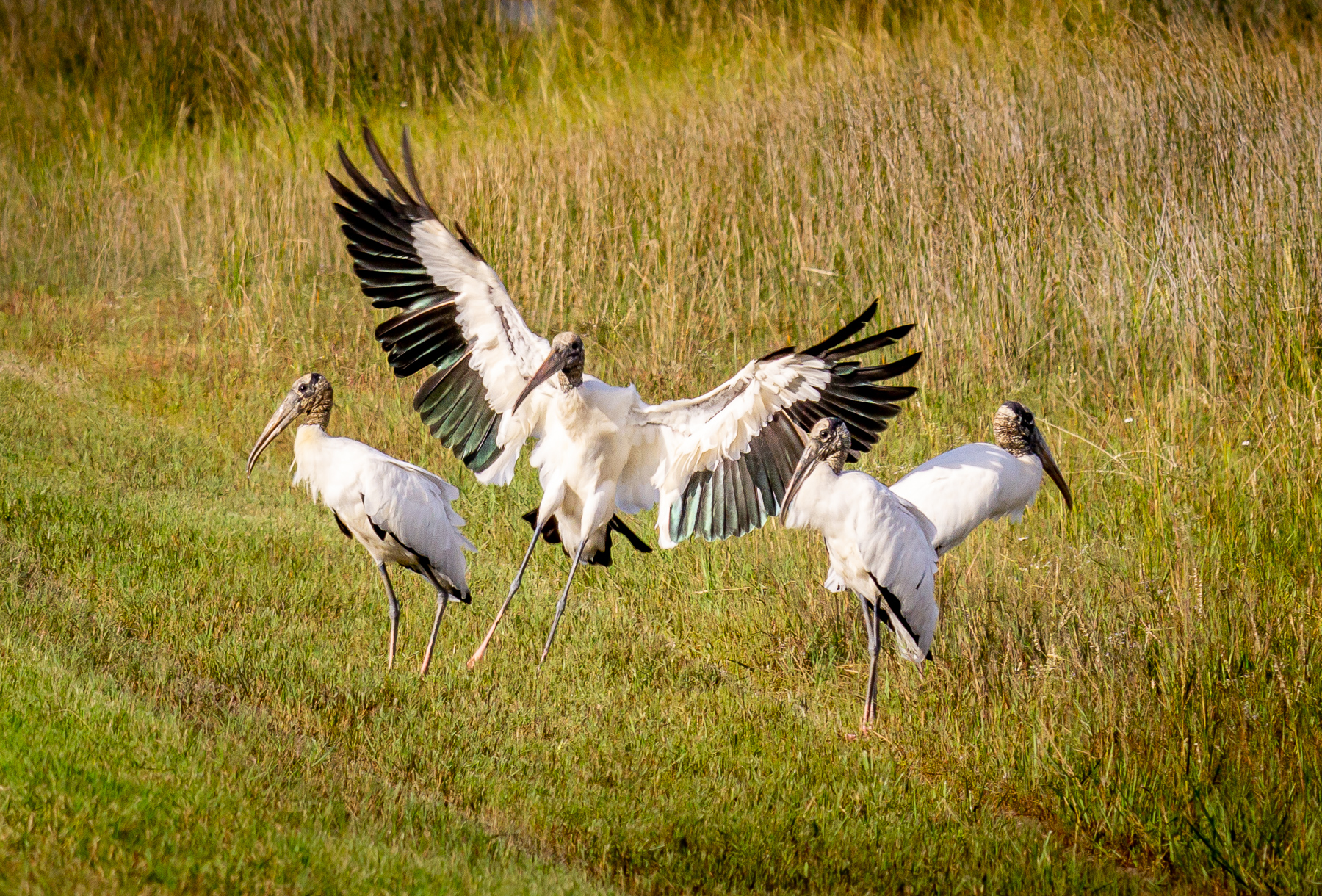Wood Storks at St. Mark's National Wildlife Refuge, Florida