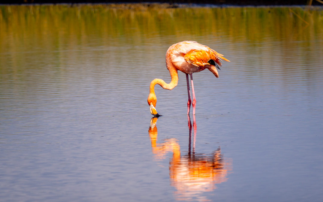 Pinky – American Flamingo of St. Marks