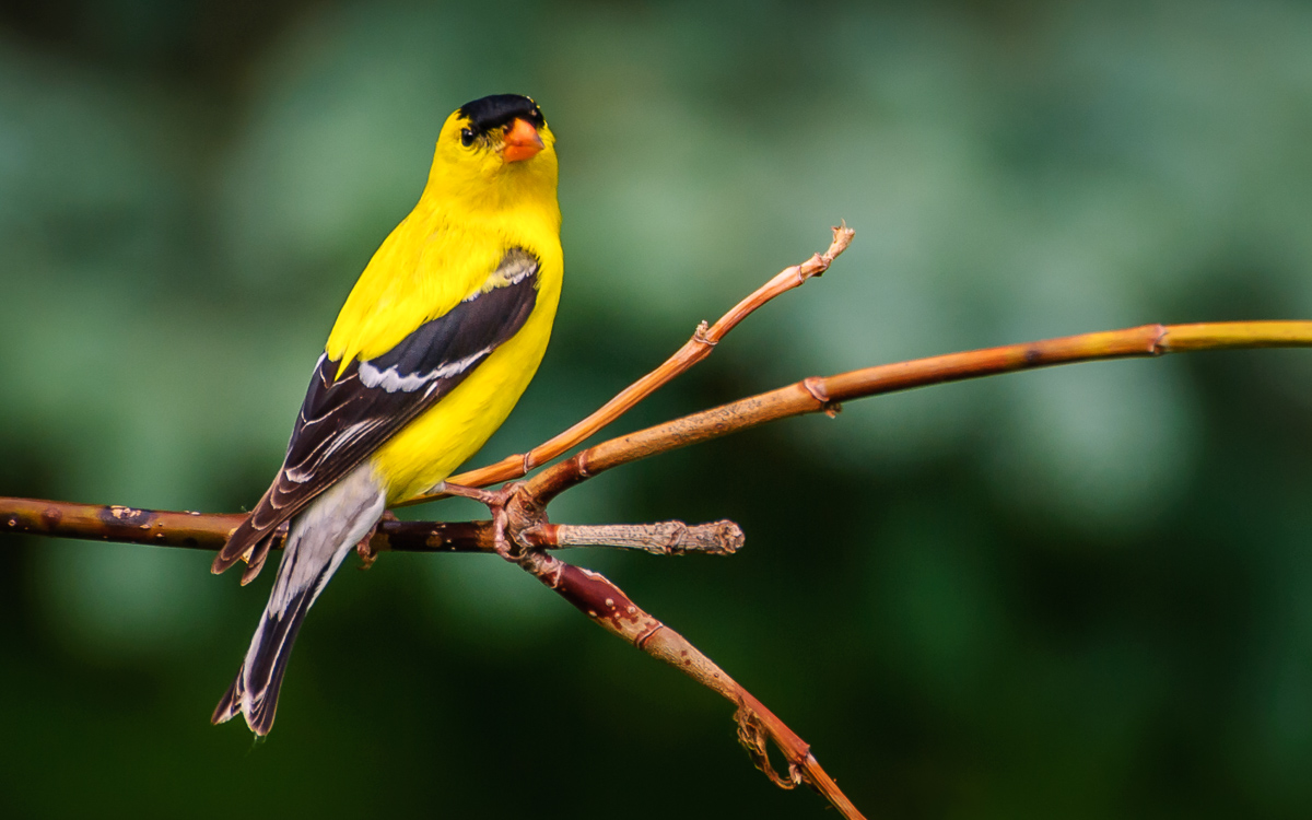 An American Goldfinch poses on a perch in Rockford, Illinois