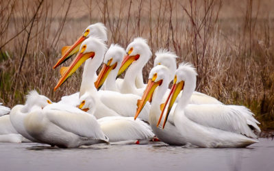 American White Pelicans Migrate North