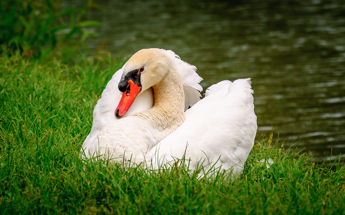 A beautiful Mute Swan rests on the bank of a pond at Rock Valley College in Loves Park, Illinois.