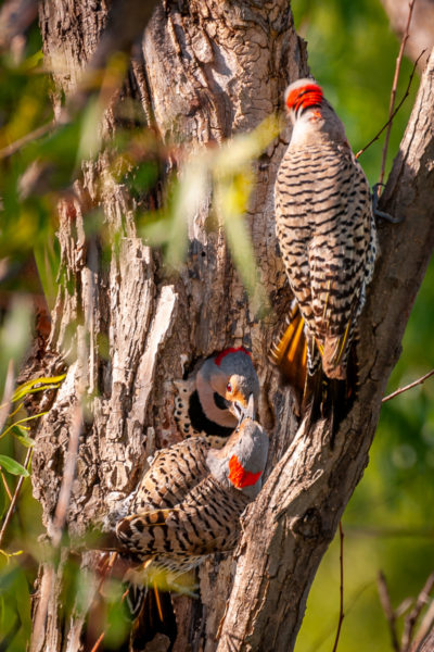 Two female Northern Flickers battle over nest in Loves Park, Illinois