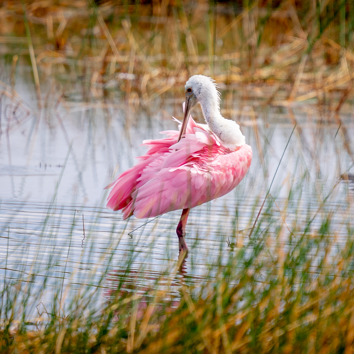 Roseate Spoonbill preening feathers at St. Mark's National Wildlife Refuge, Florida