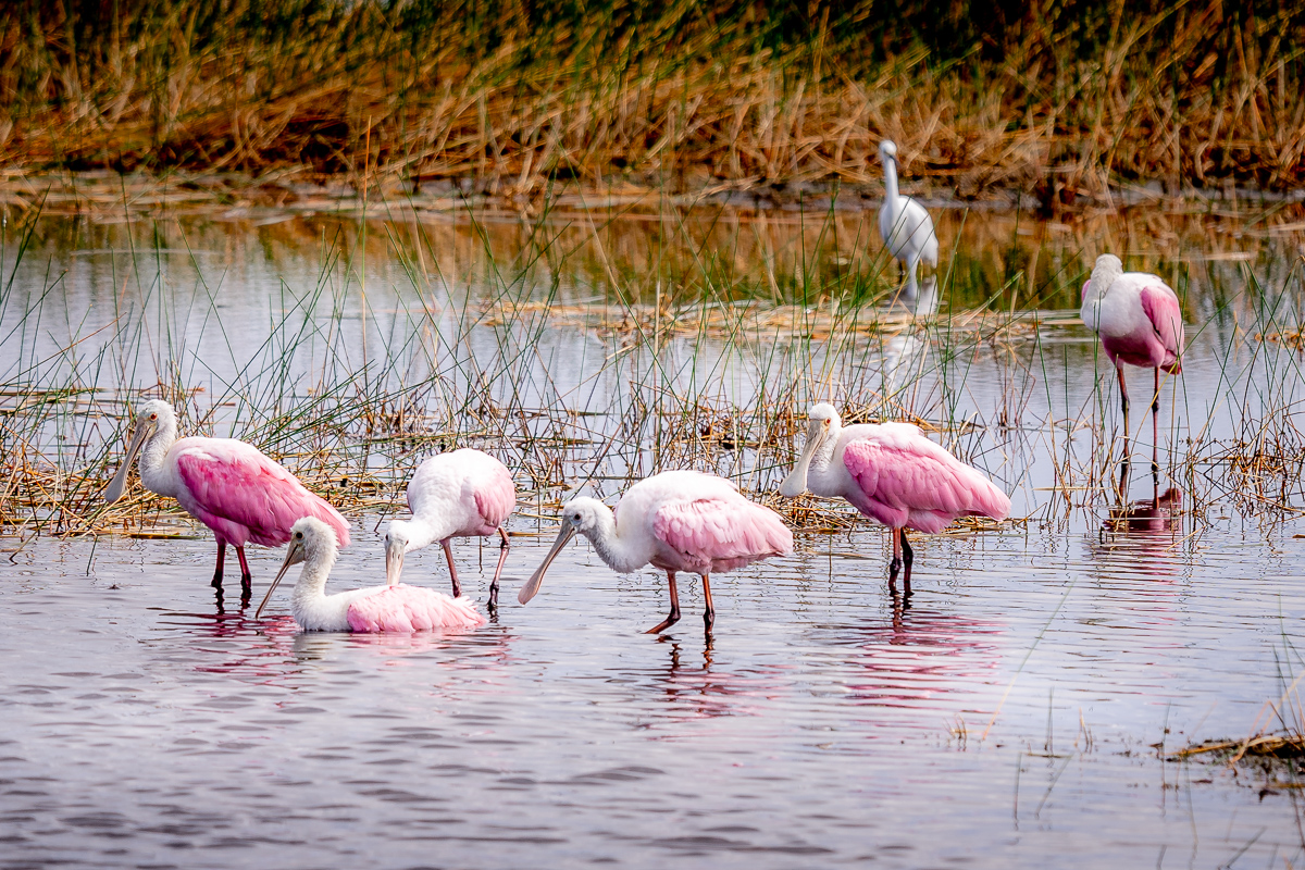 Roseate Spoonbills looking for food at St. Mark's National Wildlife Refuge, Florida