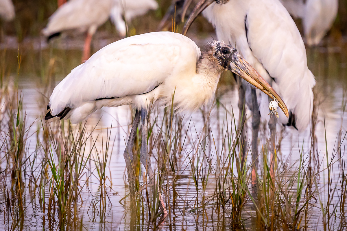 Wood Stork catches small crab at St. Mark's National Wildlife Refuge, Florida