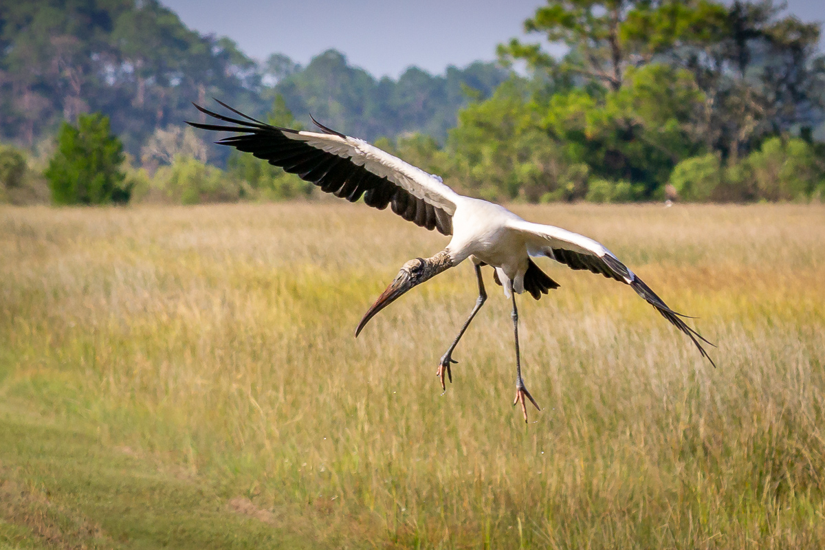 Wood Stork landing at St. Mark's National Wildlife Refuge, Florida