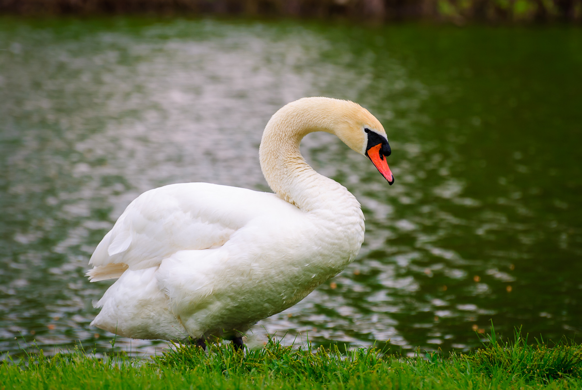 A beautiful Mute Swan on the bank of a pond at Rock Valley College in Loves Park, Illinois.