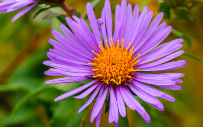 New England Asters In Bloom