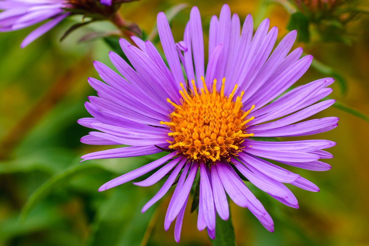 New England Asters In bloom at Rock Cut State Park - Loves Park, Illinois