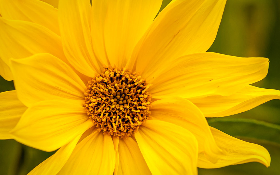 Sawtooth Sunflowers found in the Illinois Prairies