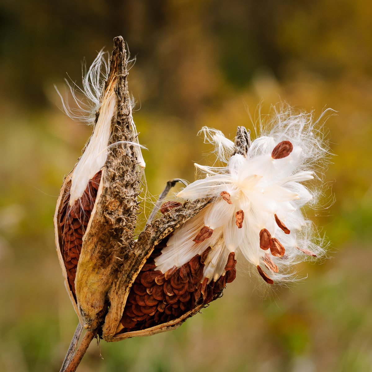 Prairie Milkweed (Asclepias sullivantii) at Rock Cut State Park - Loves Park, Illinois