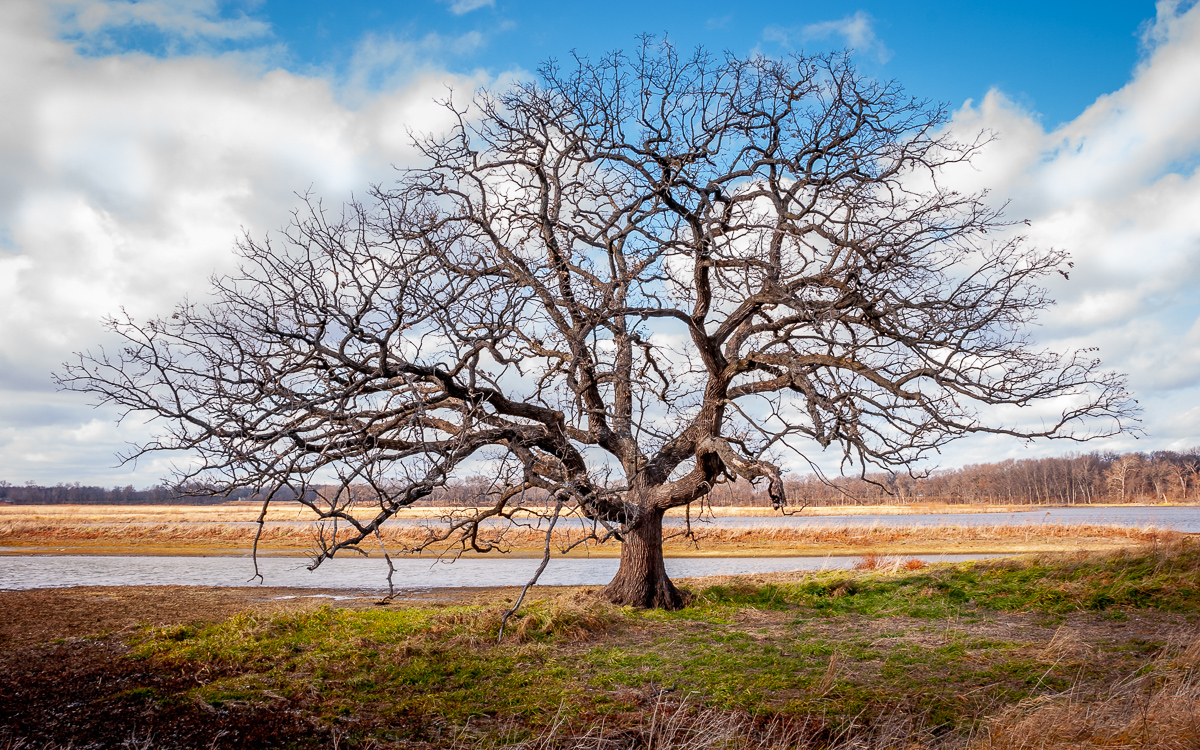 Old Bur Oak at Nygren Wetland Preserve, Rockton, Illinois