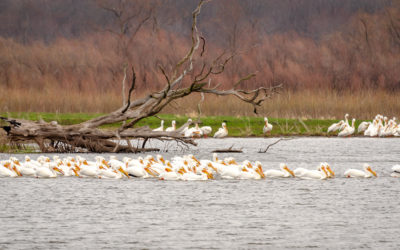 White Pelicans Galore